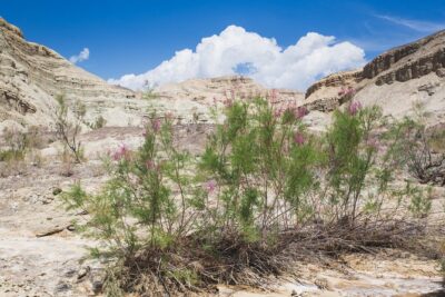 Altyn Emel. Singing dune and Aktau mountains 2 days tour